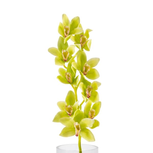baytonia_main product photo