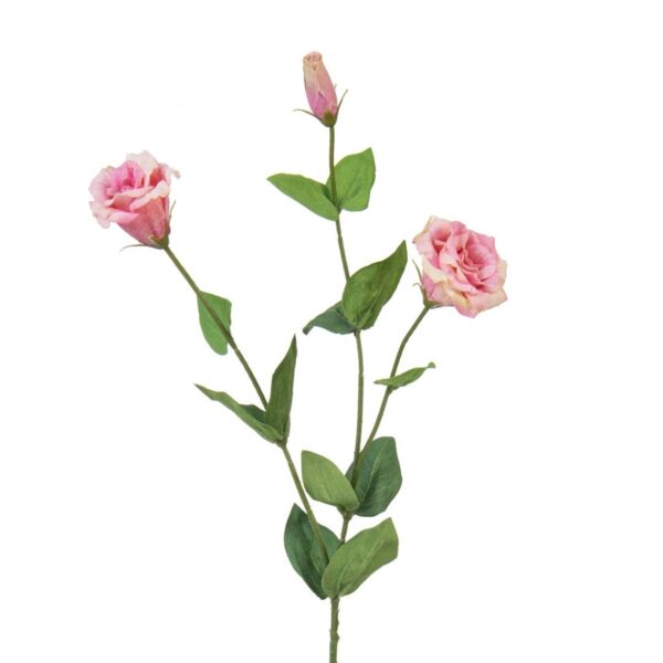 baytonia_main product photo