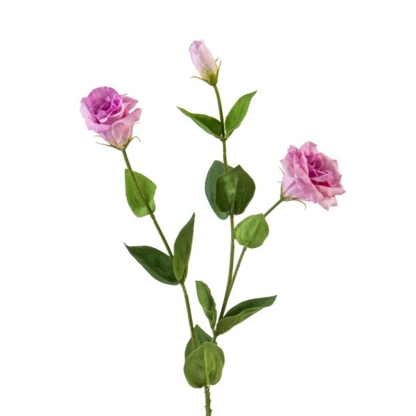 baytonia_main product photo