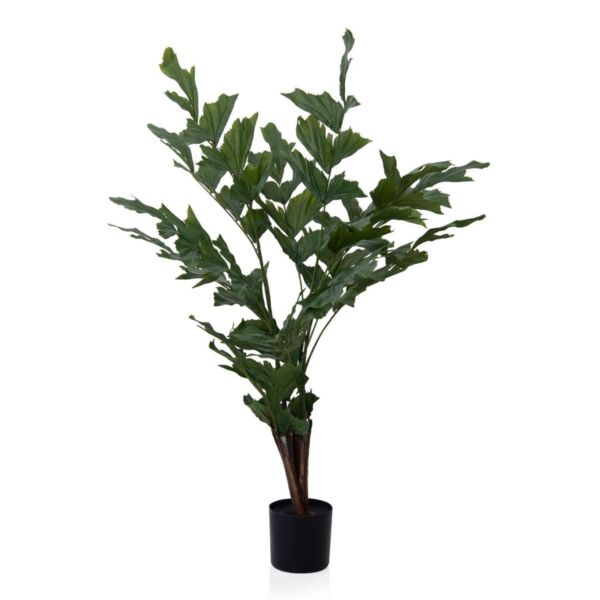 baytonia_main product photo
