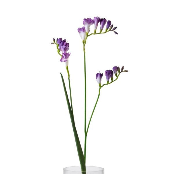 baytonia_main product photo