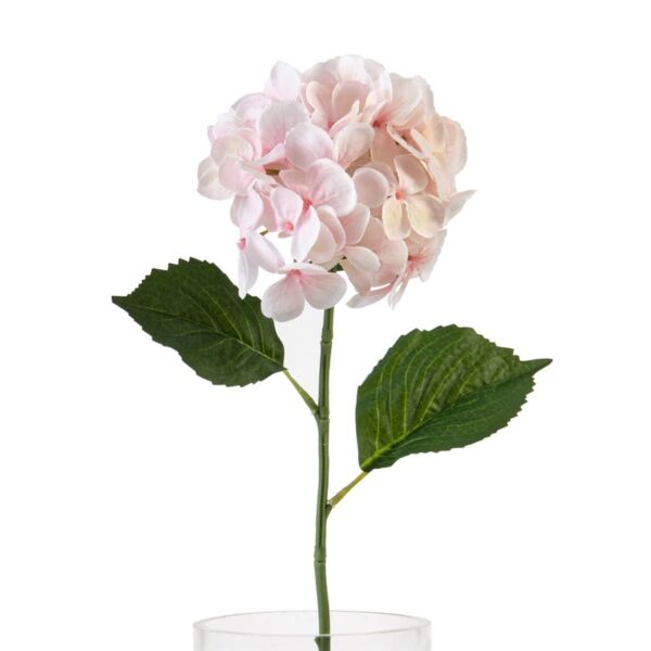 baytonia_main product photo
