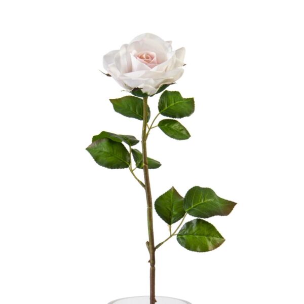baytonia_main product photo