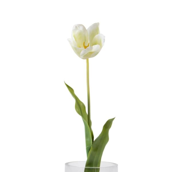 baytonia_main product photo
