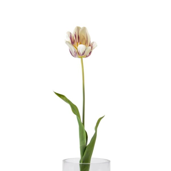 baytonia_main product photo