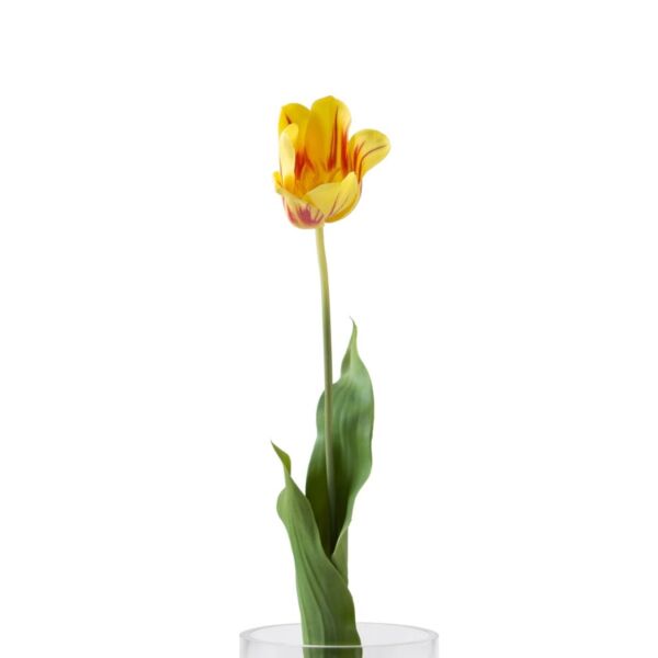 baytonia_main product photo