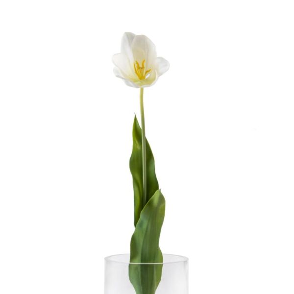 baytonia_main product photo
