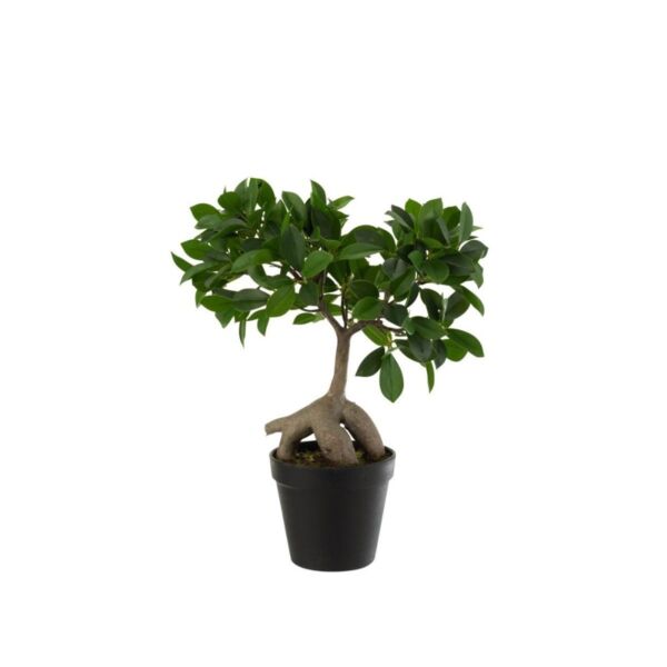 baytonia_main product photo