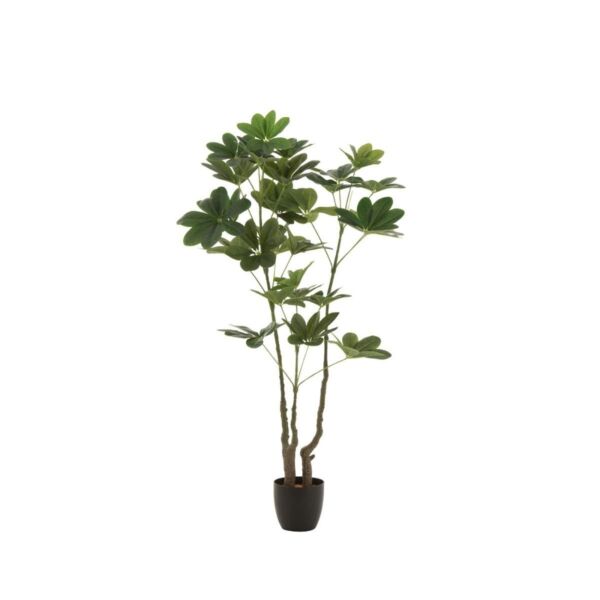 baytonia_main product photo