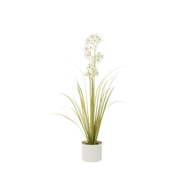 baytonia_main product photo