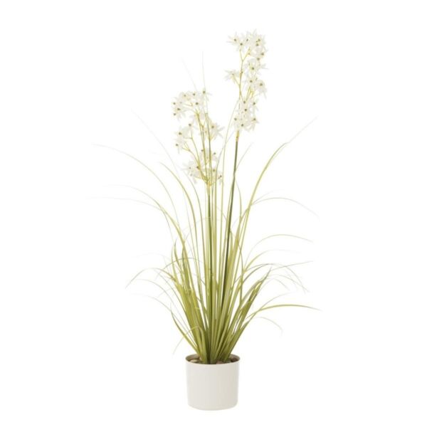 baytonia_main product photo