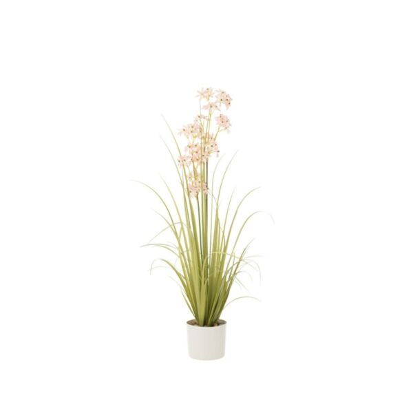 baytonia_main product photo