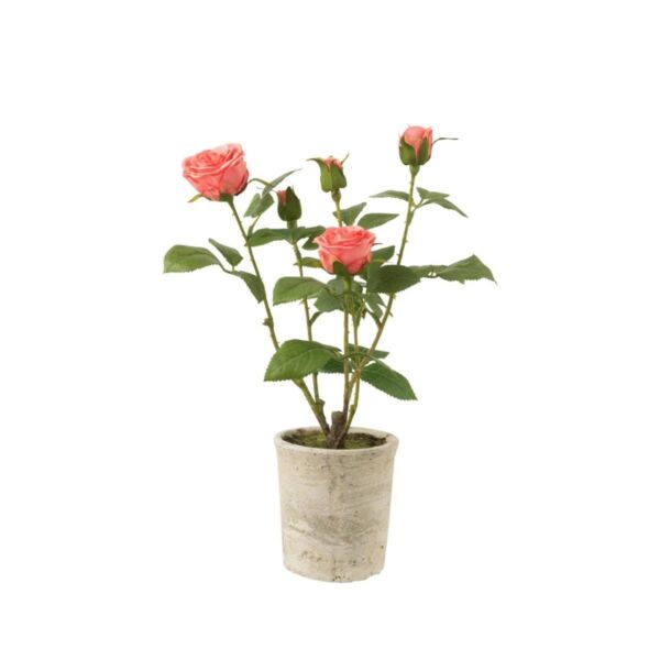 baytonia_main product photo