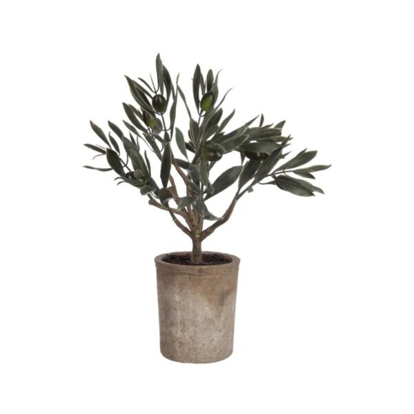 baytonia_main product photo