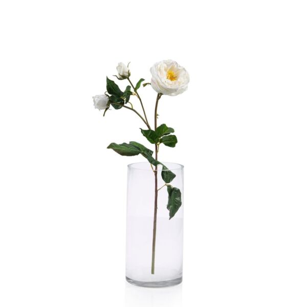 baytonia_main product photo
