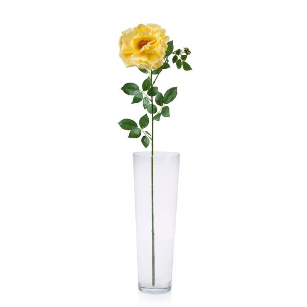baytonia_main product photo