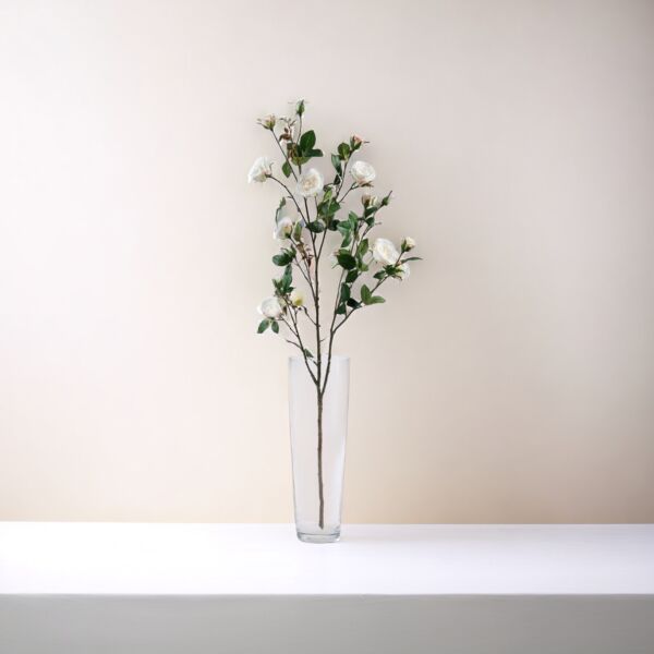 baytonia_main product photo