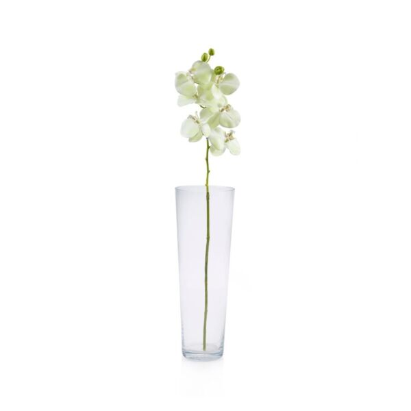 baytonia_main product photo