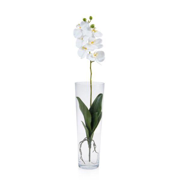 baytonia_main product photo