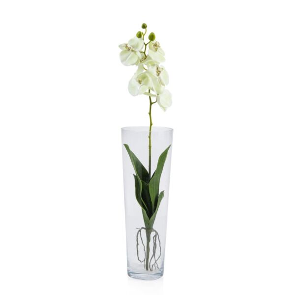 baytonia_main product photo
