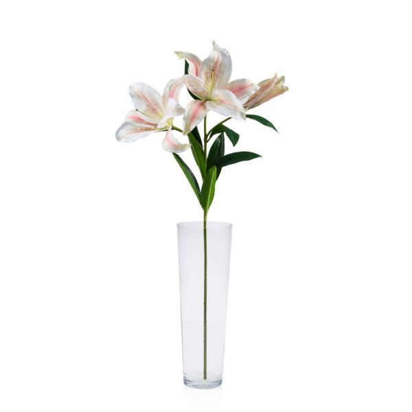baytonia_main product photo