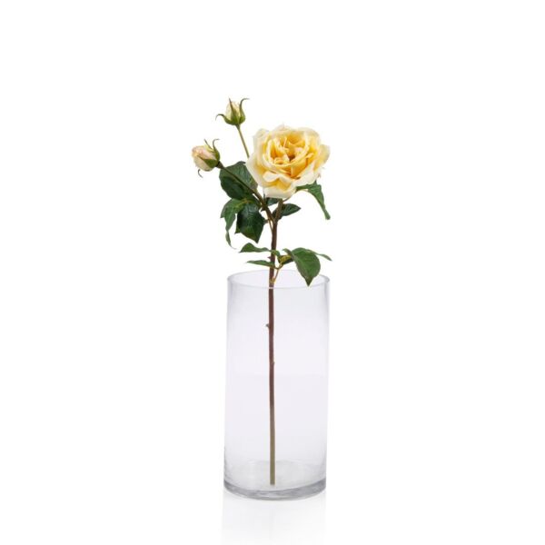 baytonia_main product photo