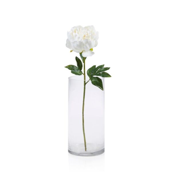 baytonia_main product photo