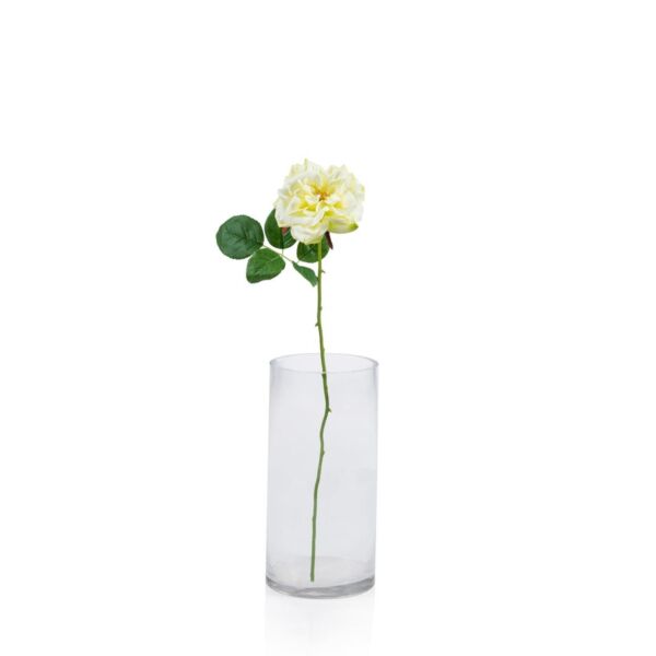 baytonia_main product photo