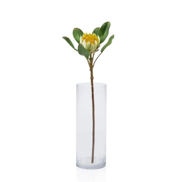 baytonia_main product photo