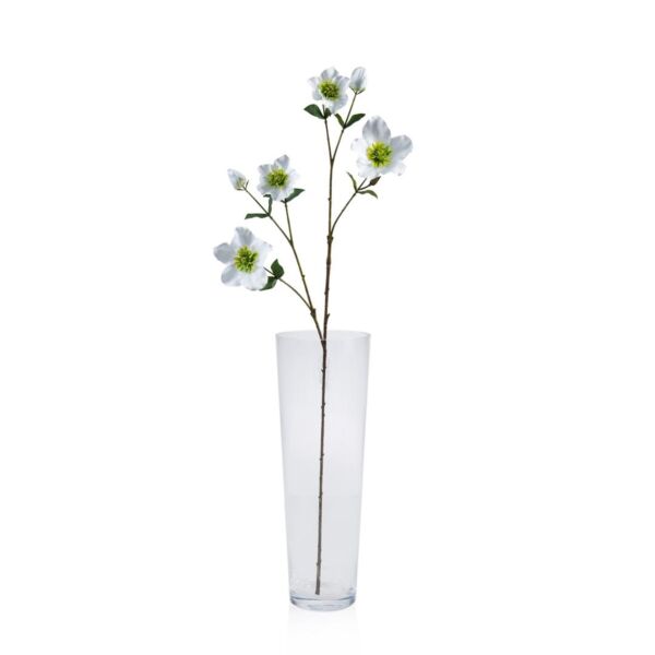 baytonia_main product photo