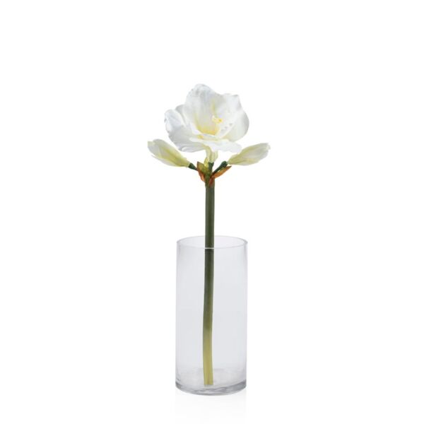 baytonia_main product photo