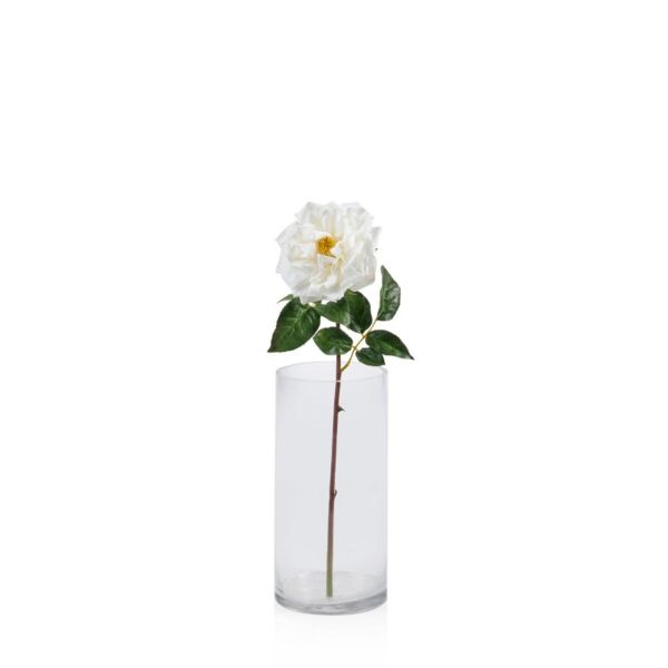 baytonia_main product photo