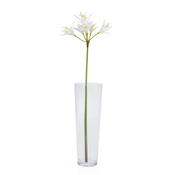 baytonia_main product photo