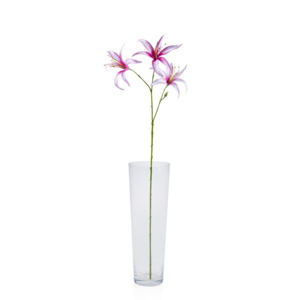 baytonia_main product photo