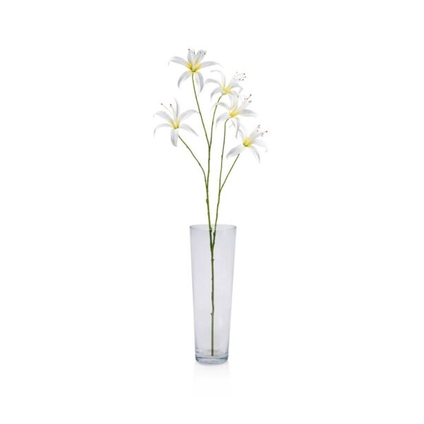 baytonia_main product photo