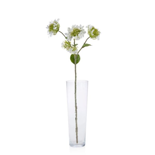 baytonia_main product photo