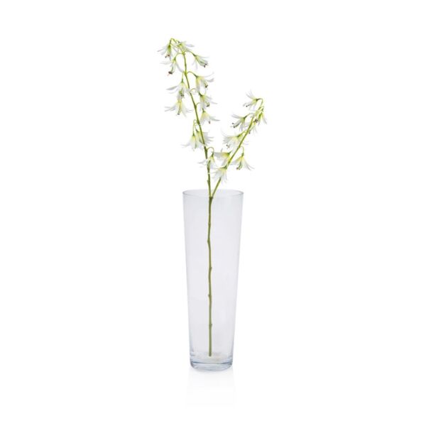 baytonia_main product photo