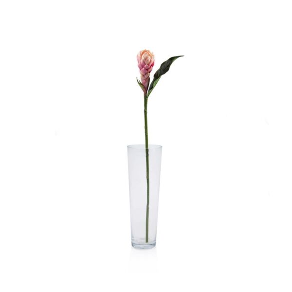 baytonia_main product photo