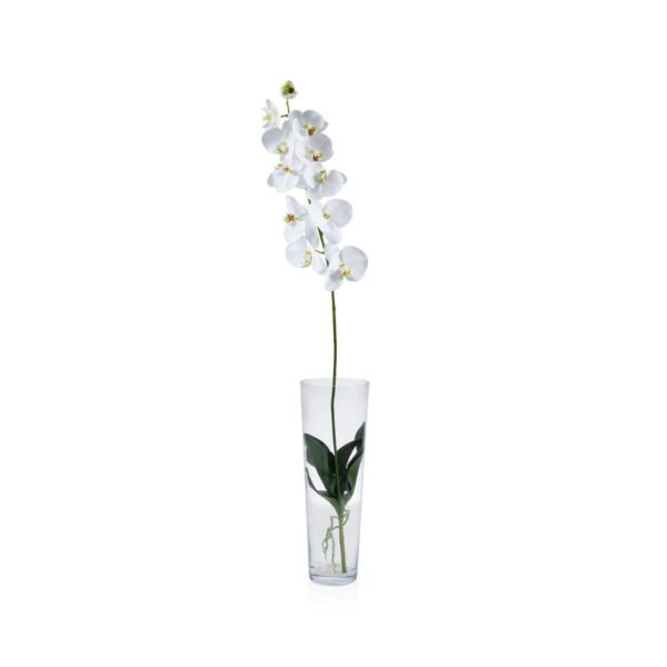 baytonia_main product photo
