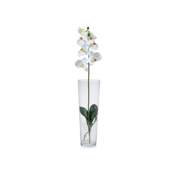 baytonia_main product photo