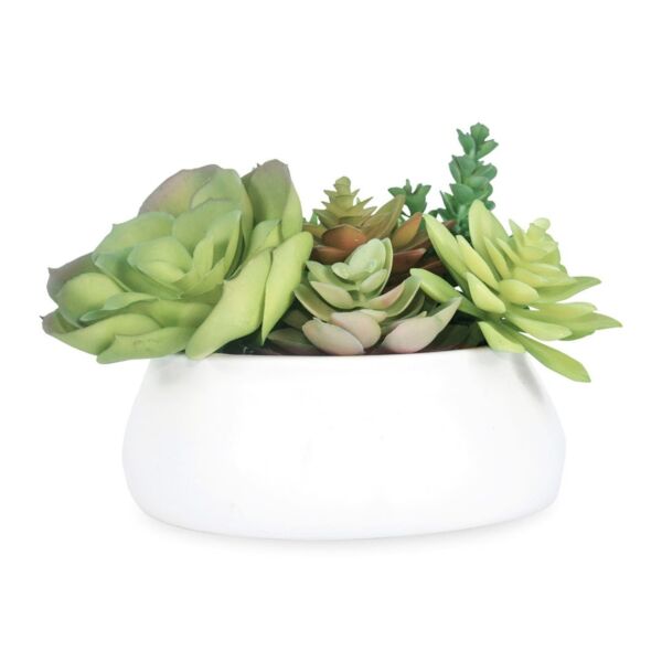 baytonia_main product photo