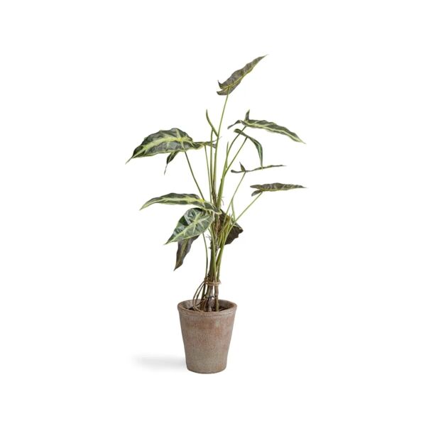 baytonia_main product photo