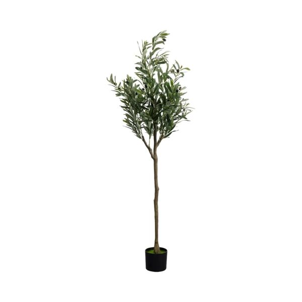 baytonia_main product photo