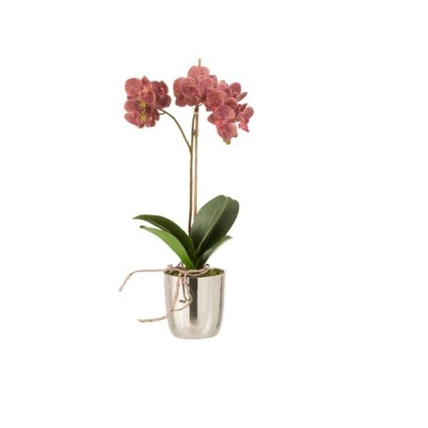 baytonia_main product photo