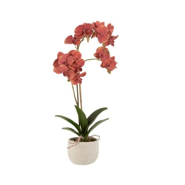 baytonia_main product photo