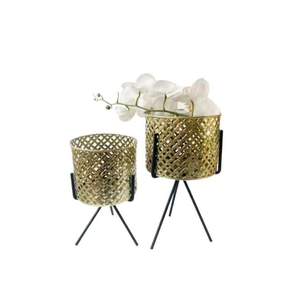 baytonia_main product photo