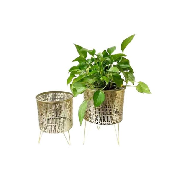 baytonia_main product photo