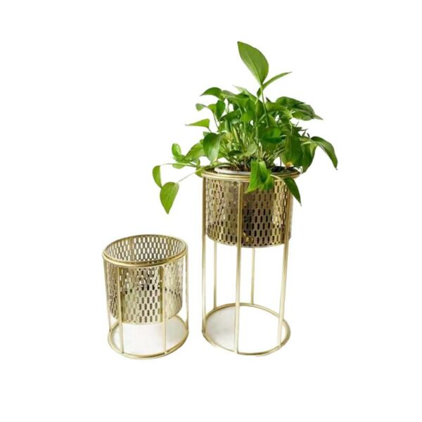baytonia_main product photo