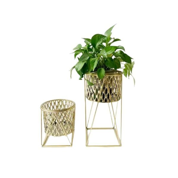 baytonia_main product photo