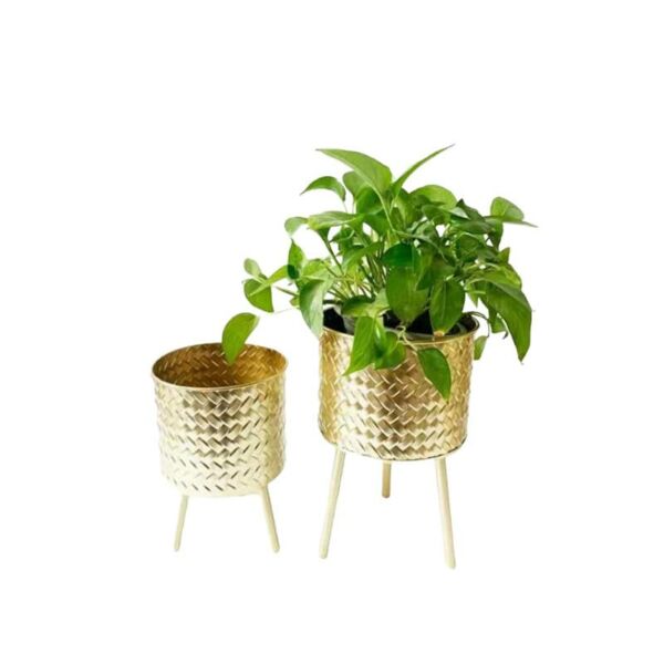 baytonia_main product photo